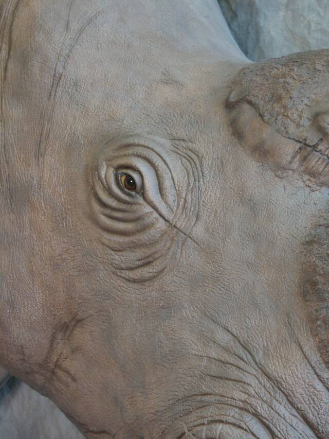 Reproduction White Rhino