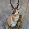 pronghorn with wall habitat