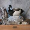 Scaup - Winner of 1st Place Ribbon Professional Division, D.U. Most Artistic Watefowl Professional Division - MD