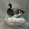 Scaup - Wall Mount