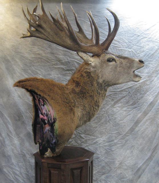 Red Stag Floor Pedestal with Custom Open Mouth Roar and Custom Pedestal Backing.
