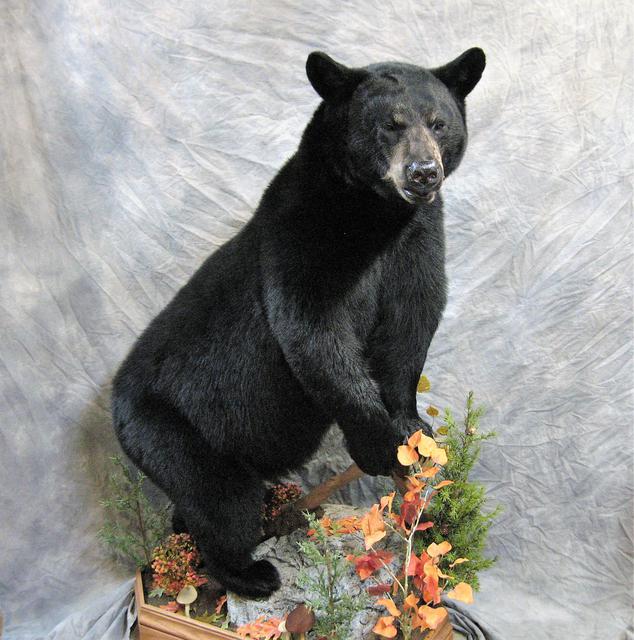 Black Bear with custom habitat base.