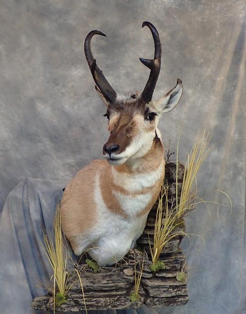 pronghorn with wall habitat