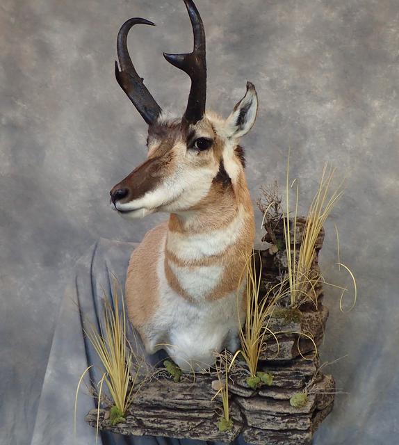 Pronghorn with Wall Habitat